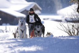 Lenk 2013